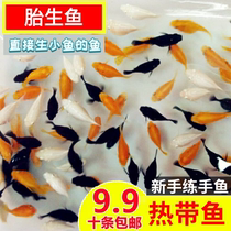 Spaviparous fish Mary fish tropical ornamental fish black Mary fish black tail Moonlight live fish Peacock tropical ball fish