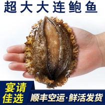 Dalian alive 5-6 head abalone wrinkled pan Bao seafood aquatic living body extra-large Bao fish 1 catty