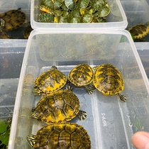 Lets choose a boutique flame