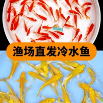 Small fry Ornamental fish Red grass goldfish Turtle Arowana feed fish Small cold water grass goldfish seedlings live fish Small goldfish