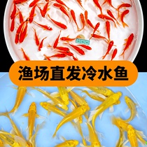 Small fry Ornamental fish Red grass goldfish Turtle Arowana feed fish Small cold water grass goldfish seedlings live fish Small goldfish