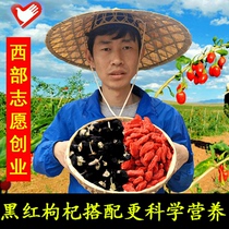 Red and Black wolfberry Ningxia Qinghai canned super authentic large grain disposable natural Gou tea male kidney