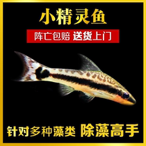 Tropical fish ornamental fish algae Fish Fish Fish zebra Tiger elf line little monkey flying fox pet fish live