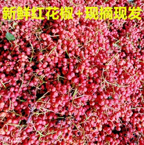 2022 fresh wet pepper Shaanxi red pepper Dahongpao raw pepper with special hemp fragrance now picked and found tender pepper 1 catties