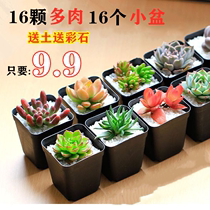 (3-24 fleshy set meal) succulent plant bear boy peach egg Chihuahua Jade Dew flower gardening potted