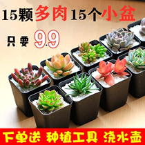 (3-24 fleshy set meal) succulent plant bear boy peach egg Chihuahua Jade Dew flower gardening potted