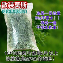 Weeping Moss Aquatic plant Bulk aquarium plant Landscaping Big Horn Moss Shade aquatic plant net sink wood Coral