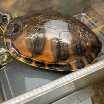 Lets choose a boutique flame