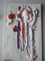 Kidney small body amplifying model Bio-teaching instruments for kidney and kidney units