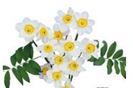 Flowers-ao-Xin-Xue-kang