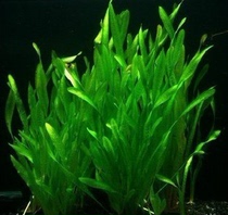 Aquarium Township] Water orchid water grass twist orchid Water garden Newland middle and back landscape appreciation landscaping special promotion