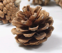 Pine fruit plant dried flower photo props home decoration dry pine cone bean stone explosion display certificate damage