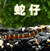 Snake cleaning fish Live algae removal Gold bearded sail shaped fish Pipa Panda Loach Crown helicopter