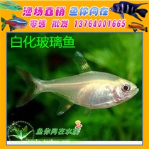 White belly glass lamp fish glass flag fish red belly tropical fish ornamental fish live pack Tour