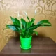 Tupei xiaobai palm (зеленая нить)