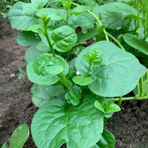 大叶木耳菜种子小青菜阳台盆栽菜种蔬菜种籽四季种植秧孑夏季菜苗