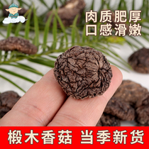 Gutian specialty mushroom dry goods 500g new food Linden mushroom pearl Mushroom mushroom dried rootless meat thick