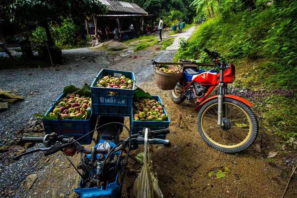 山竹泰国进口3A麻竹花竹9元1斤运费另算4A1