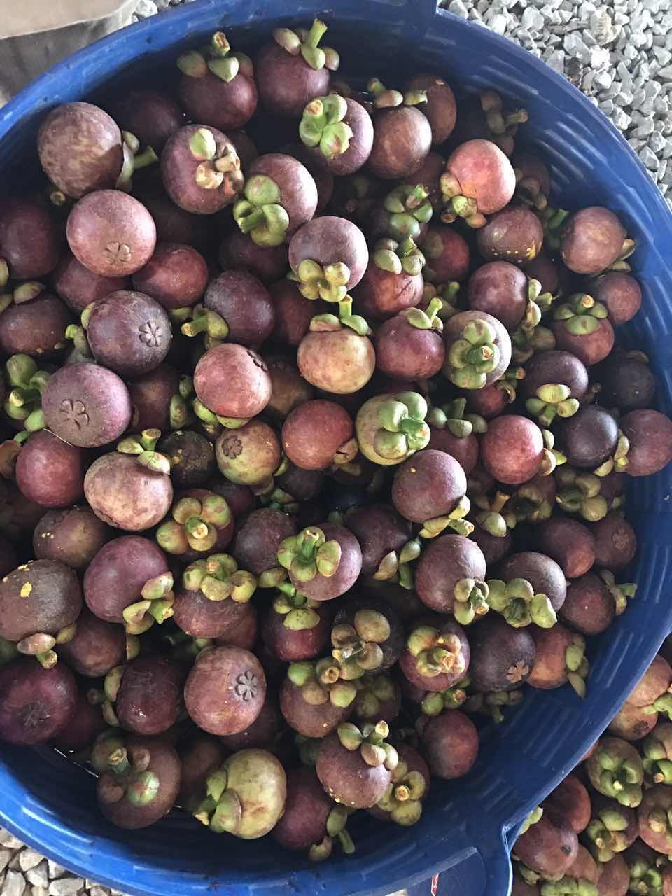 山竹泰国进口3A麻竹花竹9元1斤运费另算4A1