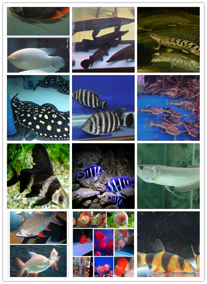 海南流動水族淡水魚中型魚風水魚小型魚熱帶魚大型魚活體魚飼料