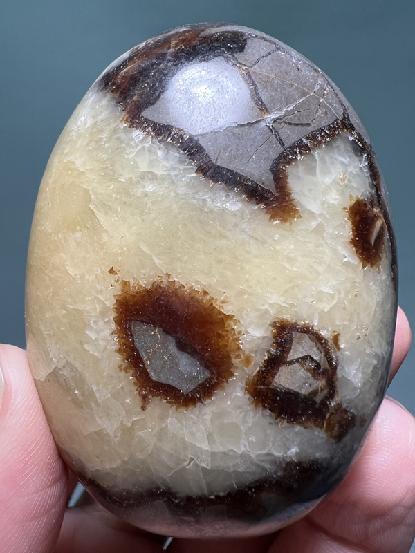 Natural Madagascar Turtleback Stone Geology Teaching Specimen Gift Collection Display Piece Natural Madagascar Turtleback Stone Geology Teaching Specimen Gift Collection Display Piece