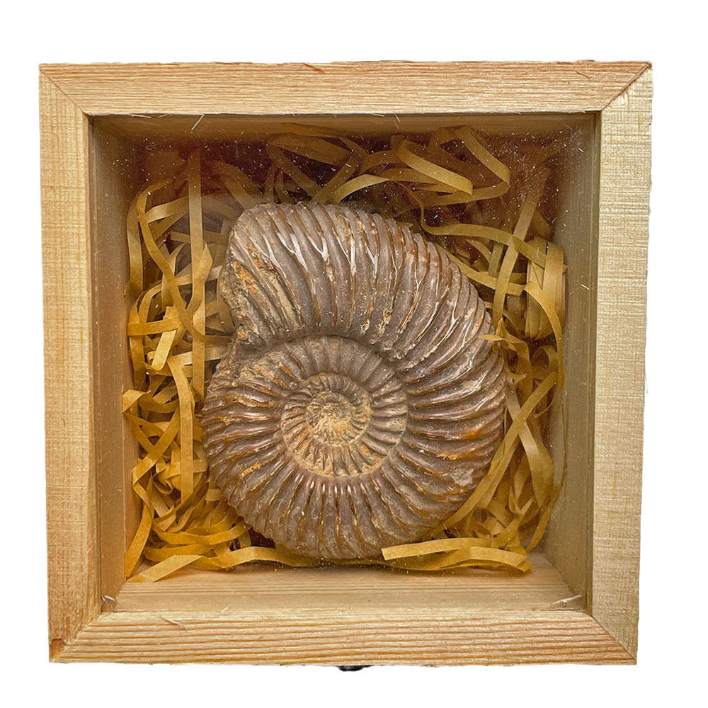 Natural Pavlov ammonite Paleontological fossil Ammonite fossil Fossil Ornament Science Gift Collection
