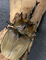 Golden silk-Maverick-Maverick Big Gayastifeng Big L2-L3 Larvae (Oracle Nanyang Yak Big Top)