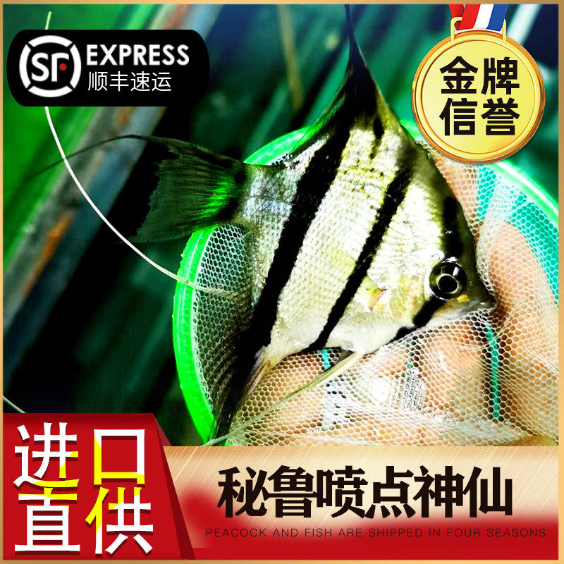 Imported Mormenska Peruvian wild F1 swallow fish spray point triangle building full of angelfish live South American ornamental fish