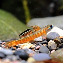 (Imported Rare Shrimp Tiger) shallow red branches Tooth Shrimp Tiger Branches of Shrimp Tiger Rare Shrimp Tiger Fish