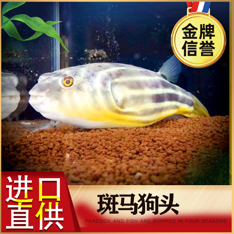 Zebra dog head fish V-shaped papaya hairy freshwater puffer fish large puffer submarine tropical ornamental fish