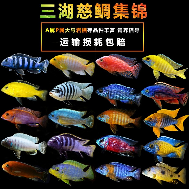 Three Lakes Cichlids Burundi Butterfly Horse Bream Blue Ali African Prince Tropical Fish Rock Perched Small Ornamental Fish Live