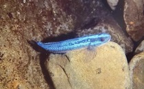 Import of rare shrimp tiger with light black branches and shrimps and shrimps