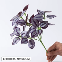 Белый фиолетовый глазное лист Феникса/1 ветвь