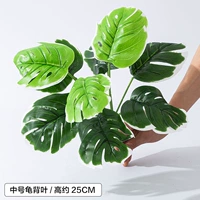 Средняя часть черепаха спиной доля/1 ветвь