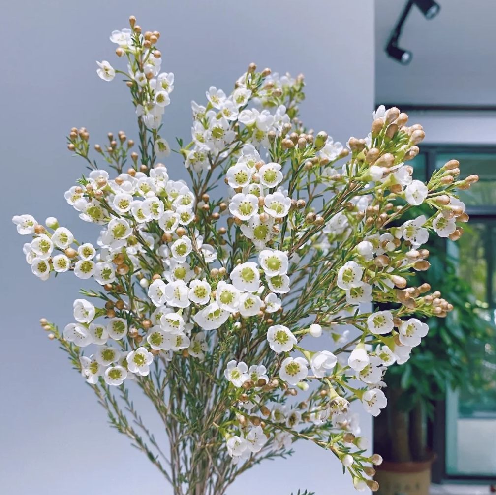 Import of African AustralianMay Xuemei flowers express Summer flower Overlong High quality Valentine's Day gift giving gift