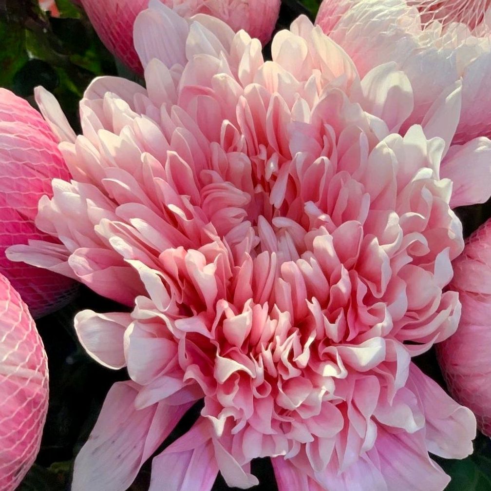 Dutch imported fireworks and dazzle Brownie caramel colours national express delivery period long without petal new products