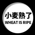 小麦熟了