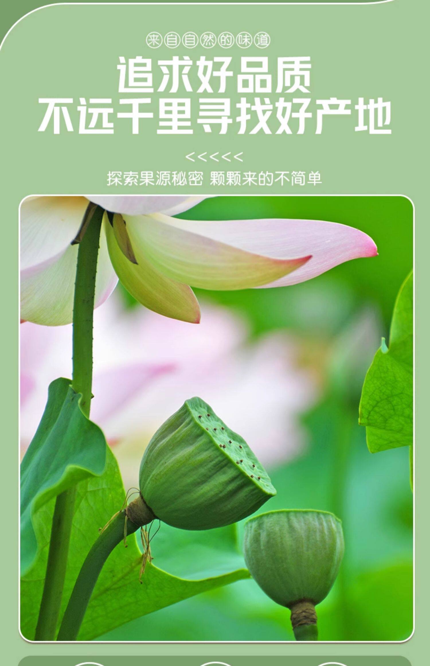 新年大促!黑松露味【蓮子脆】100克 開袋即食去芯 香酥蓮子脆脫水蔬菜乾休閒小零食