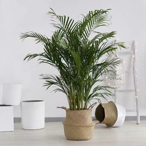 Shake sound with the same loose-tailed sunflower indoor potted living room formaldehyde-absorbing good green plant large plant phoenix tail bamboo humidification(