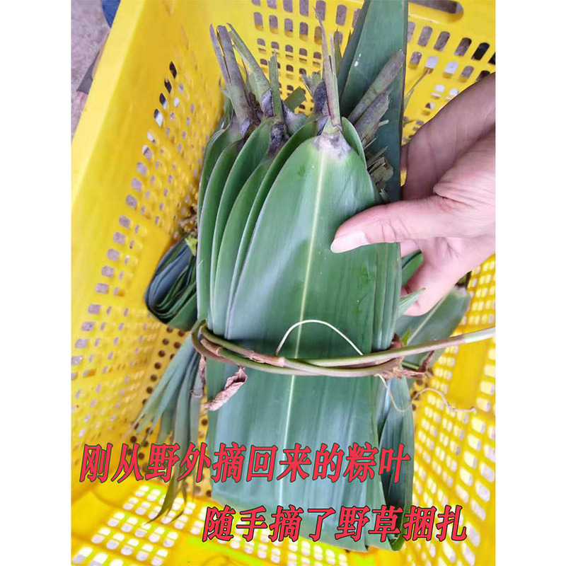 Guangxi Wild Fresh Large Zongzi Leaves, Large Zongzi Leaves, Wild Mang Leaves, Not Bamboo Leaves, Not Reed Leaves