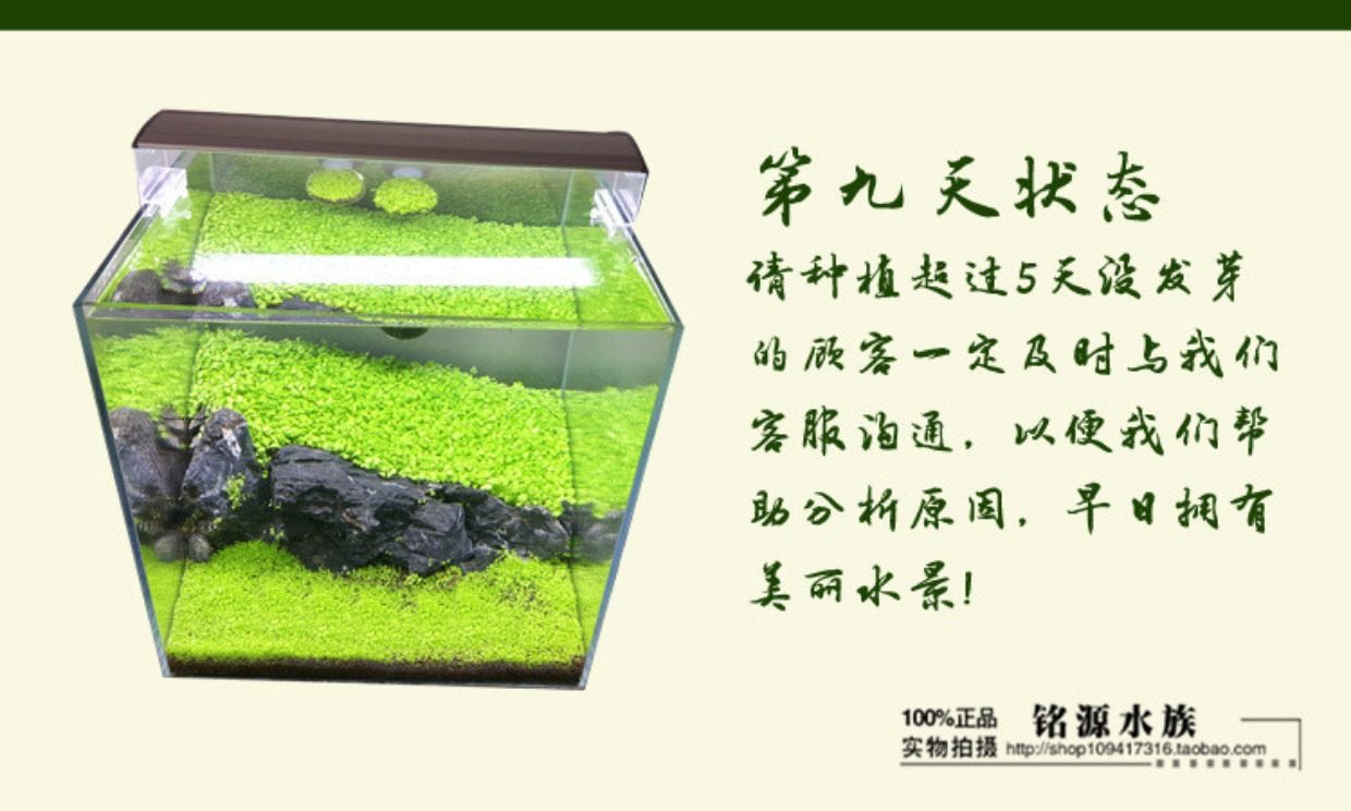 水草种子鱼缸装饰前景草迷你小对叶植物水族箱活体造景真水草包邮 九块九