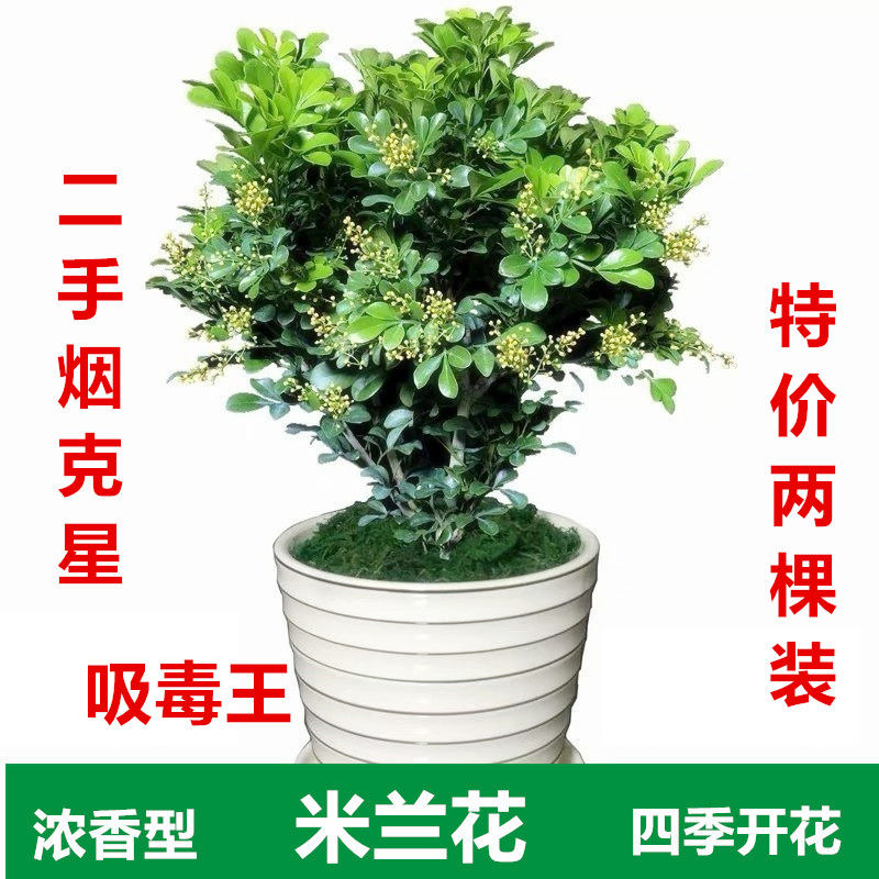 Perfume Milan potted bedroom does not need sunshine flower plant bonsai suction formaldehyde purification air plant flower