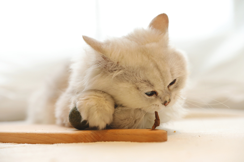 Catnip kẹo mút mèo mol mèo đồ chơi mèo vui mèo dính catnip bóng gỗ bọ cạp mèo cỏ mèo mèo ăn nhẹ thức ăn cho mèo con 2 tháng tuổi