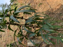 Guangxi specialty pure wild five-clawed dragon five-finger peach soup material five-claw milk coarse leaf Banyan dry 500g