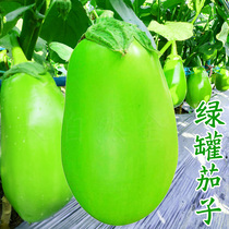 Green eggplant seeds green cans round eggplant seeds spring and summer four seasons farm vegetables