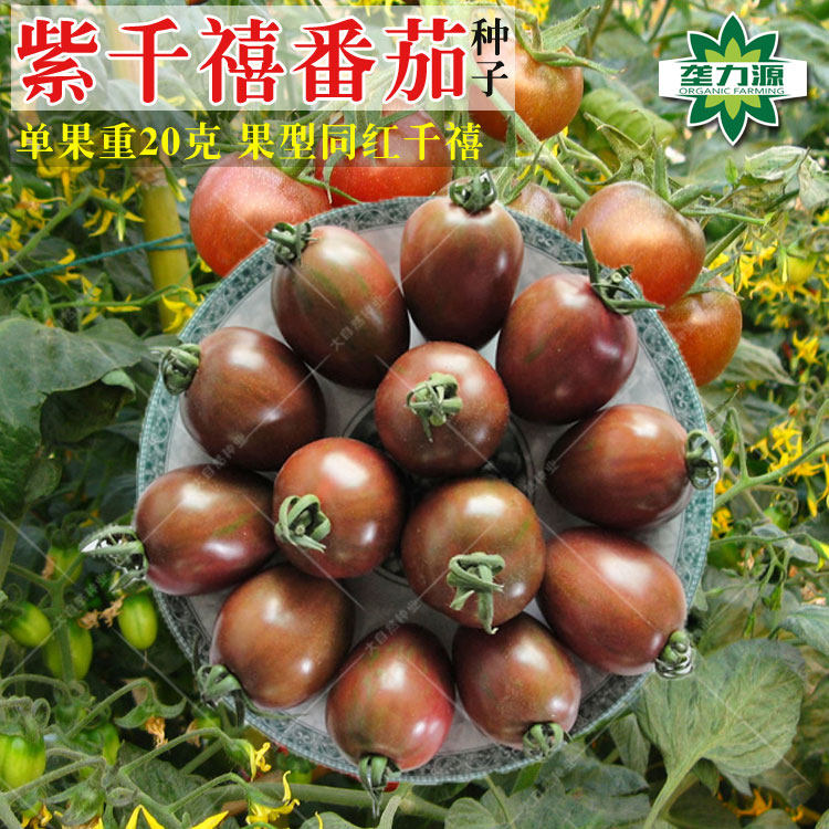 紫千禧樱桃番茄种子台湾紫圣女小番茄种子水果西红柿阳台四季 藂划算 番茄 种子 台湾 圣女 千禧途虎网