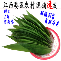  Selected fresh rice dumpling leaves rice dumpling leaves Jiangxi Ruo bamboo leaves non-vacuum wild farmers now pick and send a bag of cotton rope 100