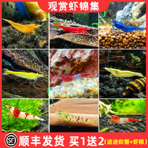 Black shell shrimp fresh and ornamental shrimp seedlings freshwater culture Yamato algae shrimp live pet cherry shrimp extreme fire crystal shrimp