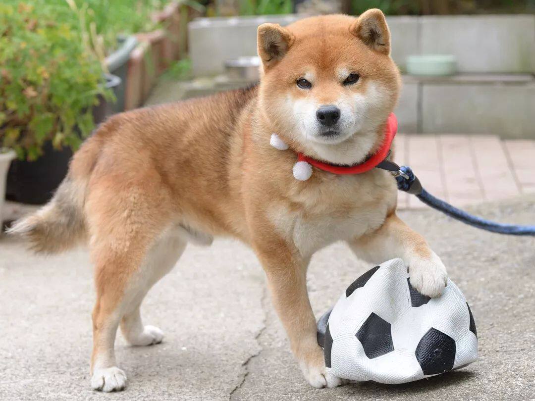 柴犬還是秋田 教你如何區分 淘寶海外