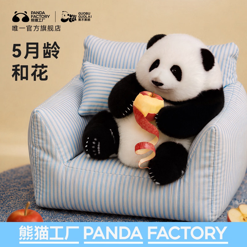 [Upgraded Version] Panda Factory New Version 5-Month-Old and Huahua Realistic Panda Plush Toy Woolen Doll Gift Box